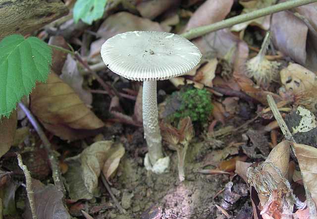 Funghi di frontiera